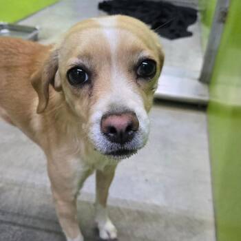 Bea2044 -  Chihuahua Dog for Adoption in San Jacinto, California - Bea2044 | PetCurious