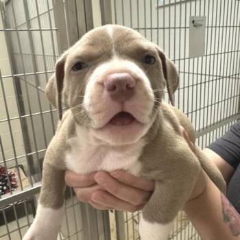 Hummingbird -  Pit Bull Terrier Dog for Adoption - Hummingbird | PetCurious
