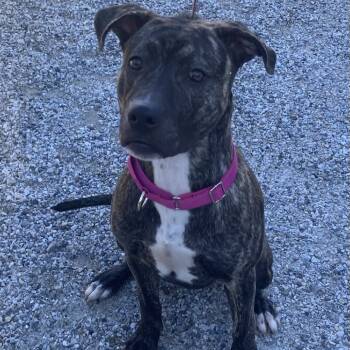 Rescue Pit Bull Terrier and Cane Corso Dogs for Adoption in Pittsford, Vermont - Precious | PetCurious