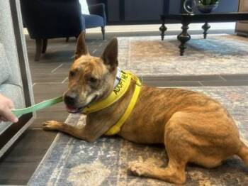 Andrielle -  Mixed Breed Dog for Adoption in Chamblee, Georgia - Andrielle | PetCurious