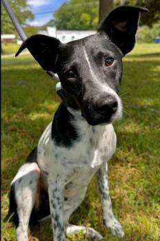 Rat Terrier and Pointer Dogs Available for Adoption in Washington, District Of Columbia - Maya | PetCurious