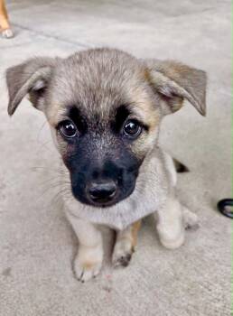 Sadie -  Collie and Shepherd Dog for Adoption in Boulder, Colorado - Sadie | PetCurious