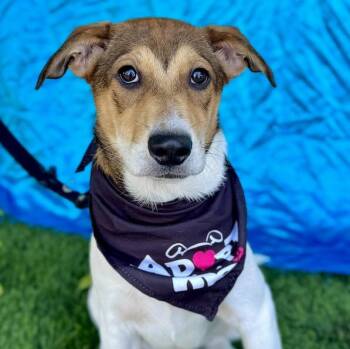 Rescue Cardigan Welsh Corgi Dogs for Adoption in Rowland Heights, California - COOPER | PetCurious