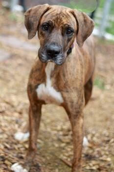 Hound Dogs Available for Adoption in Skyline, Minnesota - Raquel | PetCurious