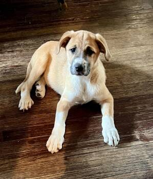 Suki -  Great Pyrenees and Australian Cattle Dog Blue Heeler Dog for Adoption in Sioux City, Iowa - Suki | PetCurious