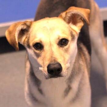26-01340 NALA -  Shepherd and Husky Dog for Adoption in Fredericksburg, Virginia - 26-01340 NALA | PetCurious