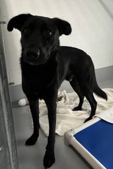 Rescue Shepherd and Mixed Breed Dogs for Adoption in Cumming, Georgia - Onyx 807-25 | PetCurious