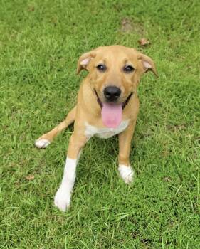 Bailey -  Golden Retriever and American Bulldog Dog for Adoption in Leesburg, Georgia - Bailey | PetCurious