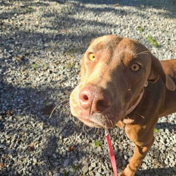 Rescue Mixed Breed Dogs for Adoption in Perryville, Arkansas - Wrigley | PetCurious