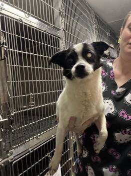 Sonny -  Chihuahua Dog for Adoption in Marietta, Georgia - Sonny | PetCurious