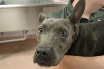 Mixed Breed Dogs Available for Adoption in Columbia, South Carolina - SMOOCH | PetCurious