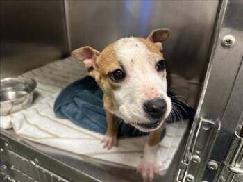 Mixed Breed Dogs Available for Adoption - ALFIE | PetCurious