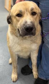 Shep -  Anatolian Shepherd and Great Pyrenees Dog Available for Adoption in Sapulpa, Oklahoma - Shep | PetCurious