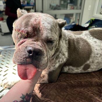 English Bulldog Dogs Available for Adoption in Northbrook, Illinois - Margie | PetCurious