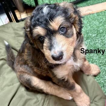 Spanky (yellow collar) -  Australian Shepherd and Poodle Dog for Adoption in La Grange, Kentucky - Spanky (yellow Collar) | PetCurious