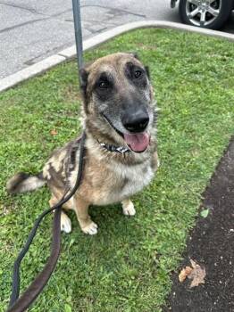 Rescue German Shepherd Dog Dogs for Adoption in Vaughan, Ontario - KEVIN | PetCurious