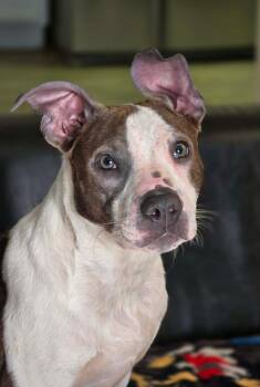 Portia -  American Staffordshire Terrier Dog Available for Adoption in Milton, Florida - Portia | PetCurious