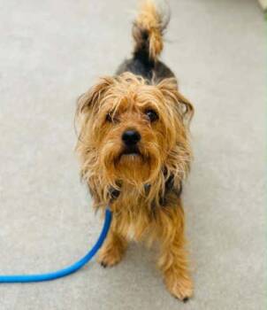 Mixed Breed Dogs Available for Adoption in West Chester, Pennsylvania - Neapolitan | PetCurious