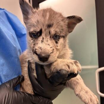 Tide -  Catahoula Leopard Dog and Husky Dog for Adoption in Abilene, Texas - Tide | PetCurious