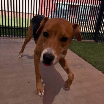 Rescue Beagle Dogs for Adoption in San Antonio, Texas - Ollie | PetCurious