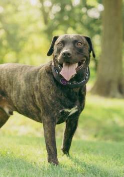 Mochi Magic the Happy Pup -  Black Labrador Retriever and Pit Bull Terrier Dog for Adoption in Friendswood, Texas - Mochi Magic The Happy Pup | PetCurious