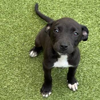 Amelia -  Mixed Breed Dog for Adoption in Titusville, Florida - Amelia | PetCurious