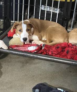 Charlie -  Mixed Breed Dog for Adoption in Papillion, Nebraska - Charlie | PetCurious