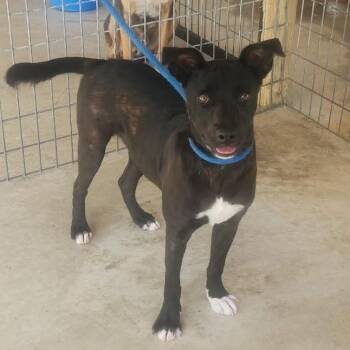 Tilly -  Labrador Retriever and Mixed Breed Dog for Adoption - Tilly | PetCurious