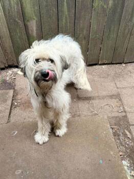 Molly -  Wheaten Terrier Dog for Adoption in Shawnee, Oklahoma - Molly | PetCurious