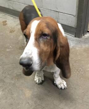 JIMMY -  Basset Hound Dog for Adoption in Dallas, Texas - JIMMY | PetCurious