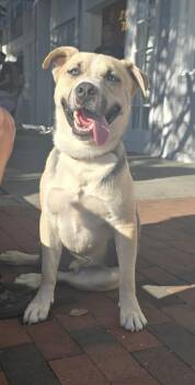 Rescue Husky and German Shepherd Dog Dogs for Adoption in Riverside, California - Victor | PetCurious