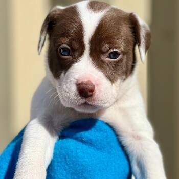 Rescue Mixed Breed Dogs for Adoption in Berwick, Maine - JANICE - ARRIVING IN MAINE MID-DECEMBER | PetCurious