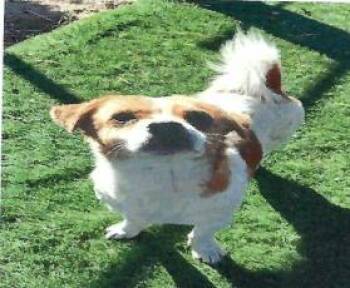 Jake (Poppy) (A114192) -  Chihuahua Dog for Adoption in Pahrump, Nevada - Jake (Poppy) (A114192) | PetCurious