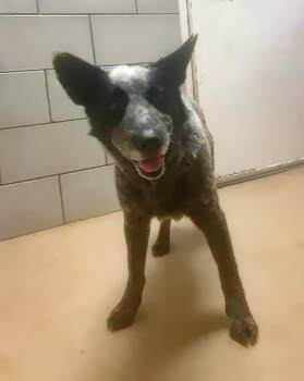 Stokley -  Mixed Breed Dog for Adoption in Nashville, Tennessee - Stokley | PetCurious