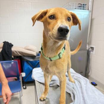 Charlie -  Labrador Retriever Dog for Adoption in Englewood, Florida - Charlie | PetCurious