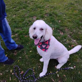Rescue Labrador Retriever and Standard Poodle Dogs for Adoption in Spokane, Washington - Lollie | PetCurious