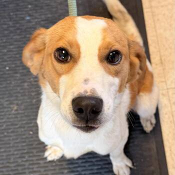 Planet Rock -  Mixed Breed Dog for Adoption in Fredericksburg, Virginia - Planet Rock | PetCurious