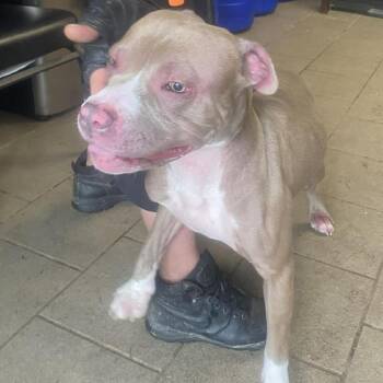 Mixed Breed Dogs Available for Adoption in Huntington, West Virginia - Hey Dude Stray Hold 5/4 | PetCurious