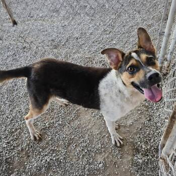 Rescue Beagle and Hound Dogs for Adoption in Somerset, Kentucky - River B | PetCurious