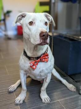 Rescue Basset Hound and American Bully Dogs for Adoption in Phoenix, Arizona - COURTESY POST* CHARLIE * COURTESY POST | PetCurious