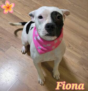 Fiona -  Pit Bull Terrier Dog for Adoption in Grove, Oklahoma - Fiona | PetCurious