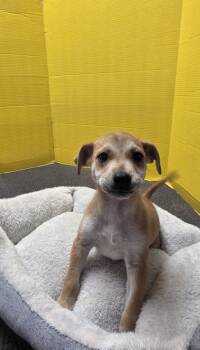 Rescue Terrier and Mixed Breed Dogs for Adoption in Houston, Texas - Bianca | PetCurious