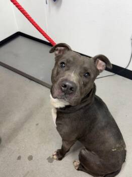 Mixed Breed Dogs Available for Adoption in West Chester, Pennsylvania - Warren | PetCurious