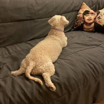 Pie 14164 -  Miniature Poodle Dog for Adoption in San Francisco, California - Pie 14164 | PetCurious