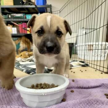 Mixed Breed Dogs Available for Adoption - Pippa | PetCurious