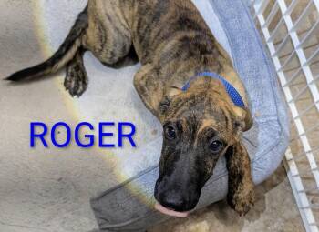 Roger -  Great Dane and Shepherd Dog for Adoption in Thornton, Colorado - Roger | PetCurious
