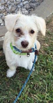 NUGGET -  West Highland White Terrier Westie and Chihuahua Dog for Adoption in Forney, Texas - NUGGET | PetCurious
