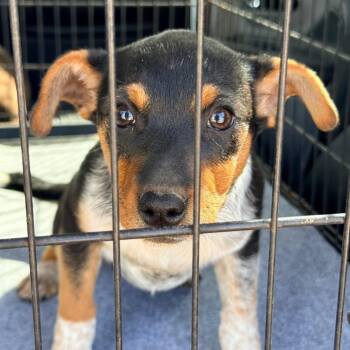 Australian Cattle Dog Blue Heeler and Beagle Dogs Available for Adoption in Tomah, Wisconsin - April | PetCurious