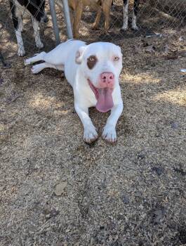 Basset Hound Dogs Available for Adoption - Stimpy  | PetCurious