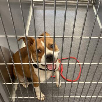 Missy -  Terrier Dog for Adoption in Montgomery, Alabama - Missy | PetCurious